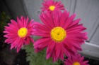 Pink Daisies